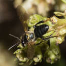 Image of Schwarziana quadripunctata (Lepeletier 1836)