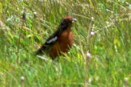 Image of Rufous-tailed Plantcutter