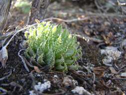 Image of Haworthia herbacea var. herbacea