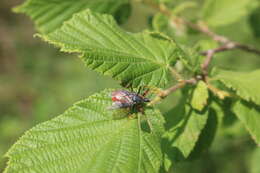 Plancia ëd Rhynocoris annulatus (Linnaeus 1758)