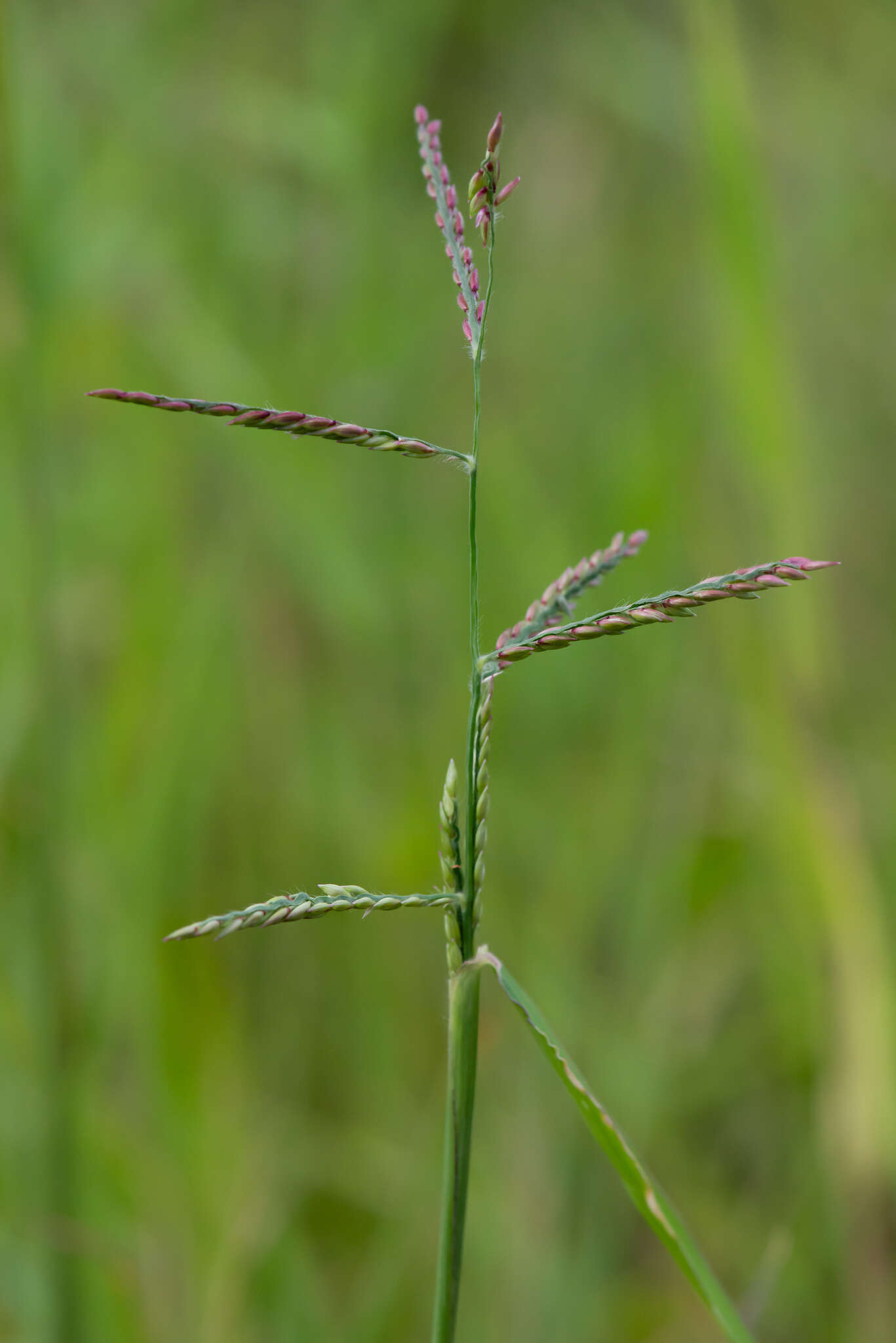 Image de Urochloa polystachya