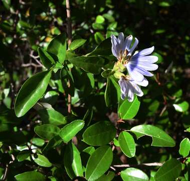 Imagem de Sclerochiton apiculatus K. Vollesen