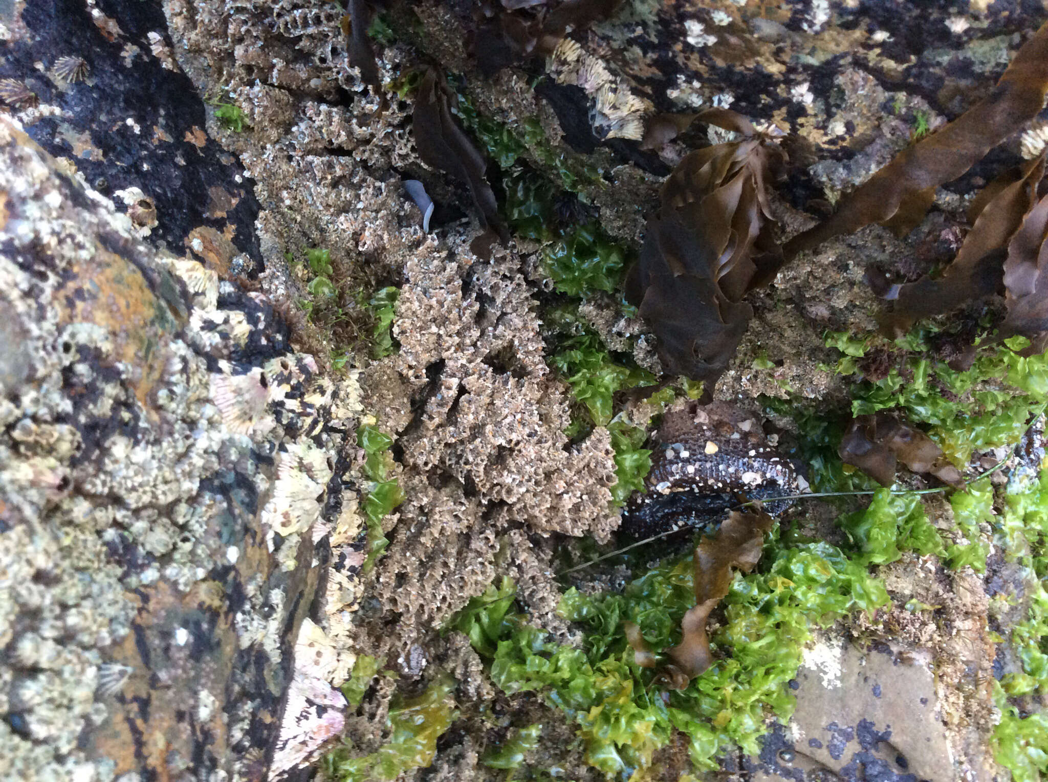 Image of Sandcastle worm