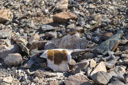 Image of Sonoran desert tortoise