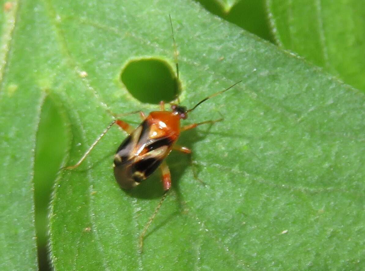 Image of Horciasisca insignis Carvalho 1976