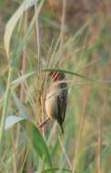 Image of Red-headed Quelea