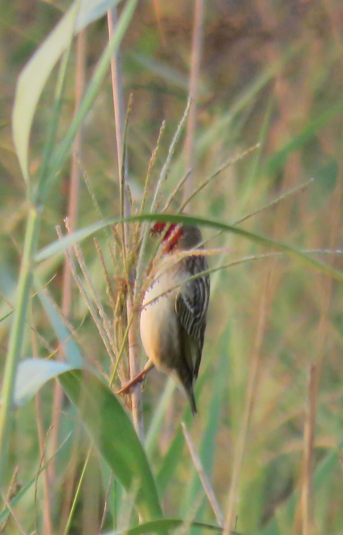 Image of Red-headed Quelea