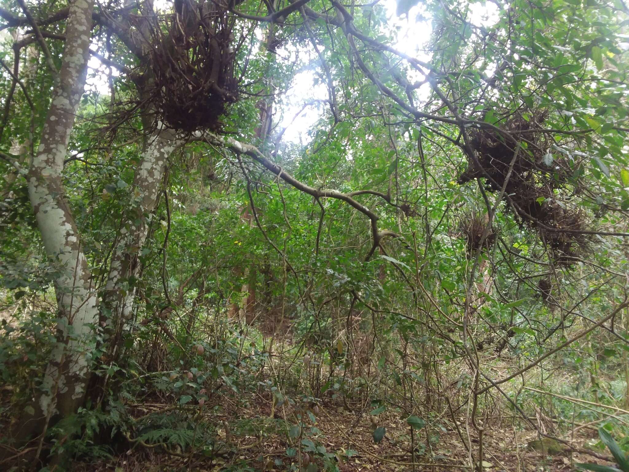 Image of Ficus coronata de Spin