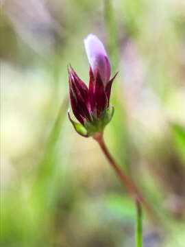 Trifolium oliganthum Steud.的圖片