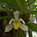 Image de Pescatoria cerina (Lindl. & Paxton) Rchb. fil.