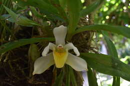 Image of Pescatoria cerina (Lindl. & Paxton) Rchb. fil.