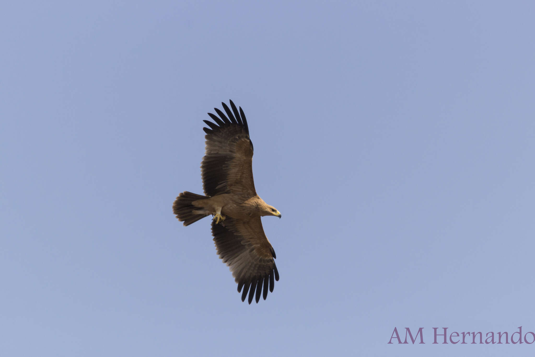 Image of Spanish Imperial Eagle