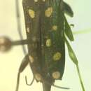 Image of Sangaris multimaculata Hovore 1998