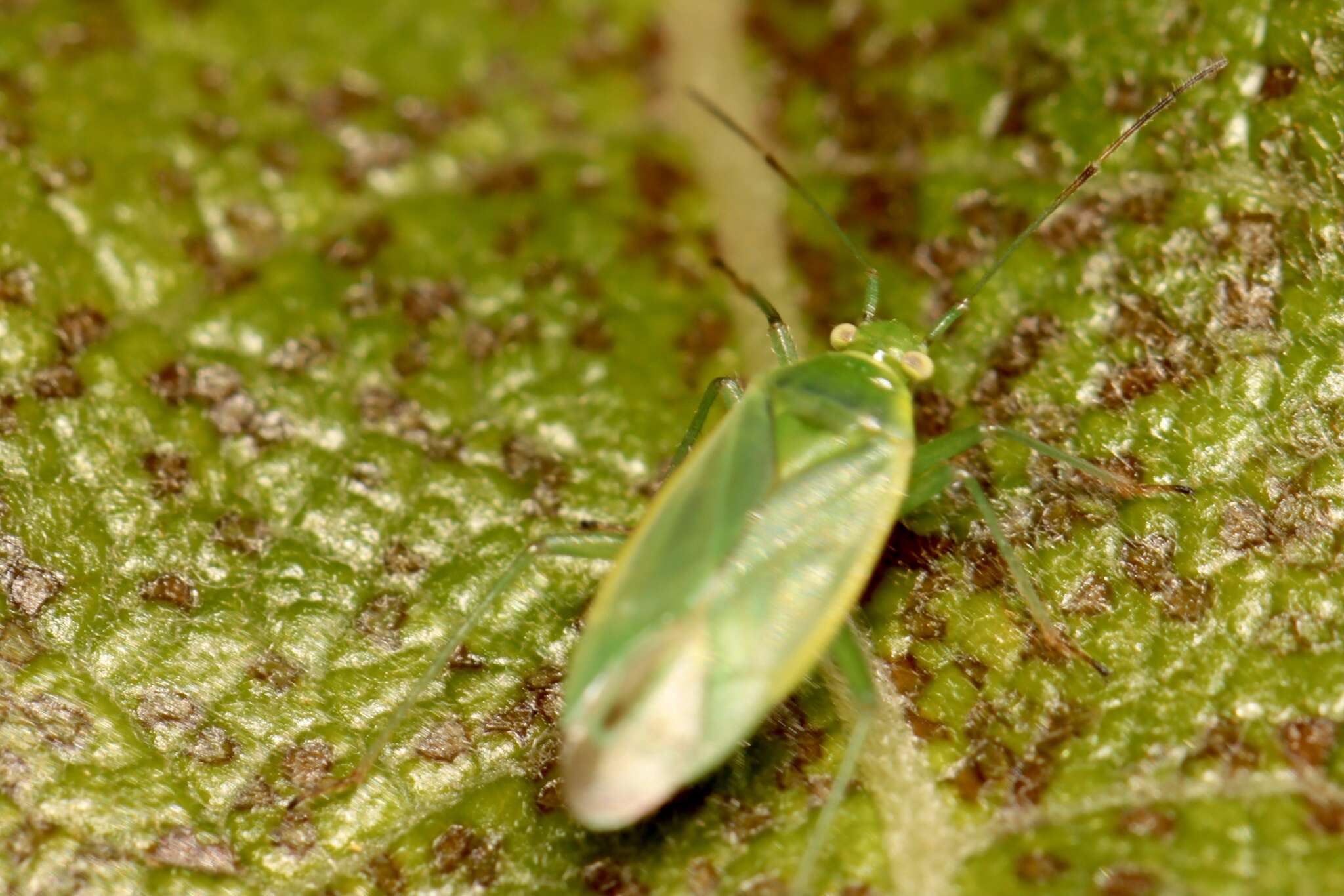 Image of Lygocoris rugicollis (Fallen 1807)