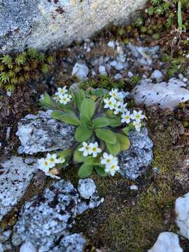 Image de Myosotis lyallii Hook. fil.