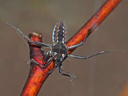 Image of Velia subgen. Plesiovelia Tamanini 1955