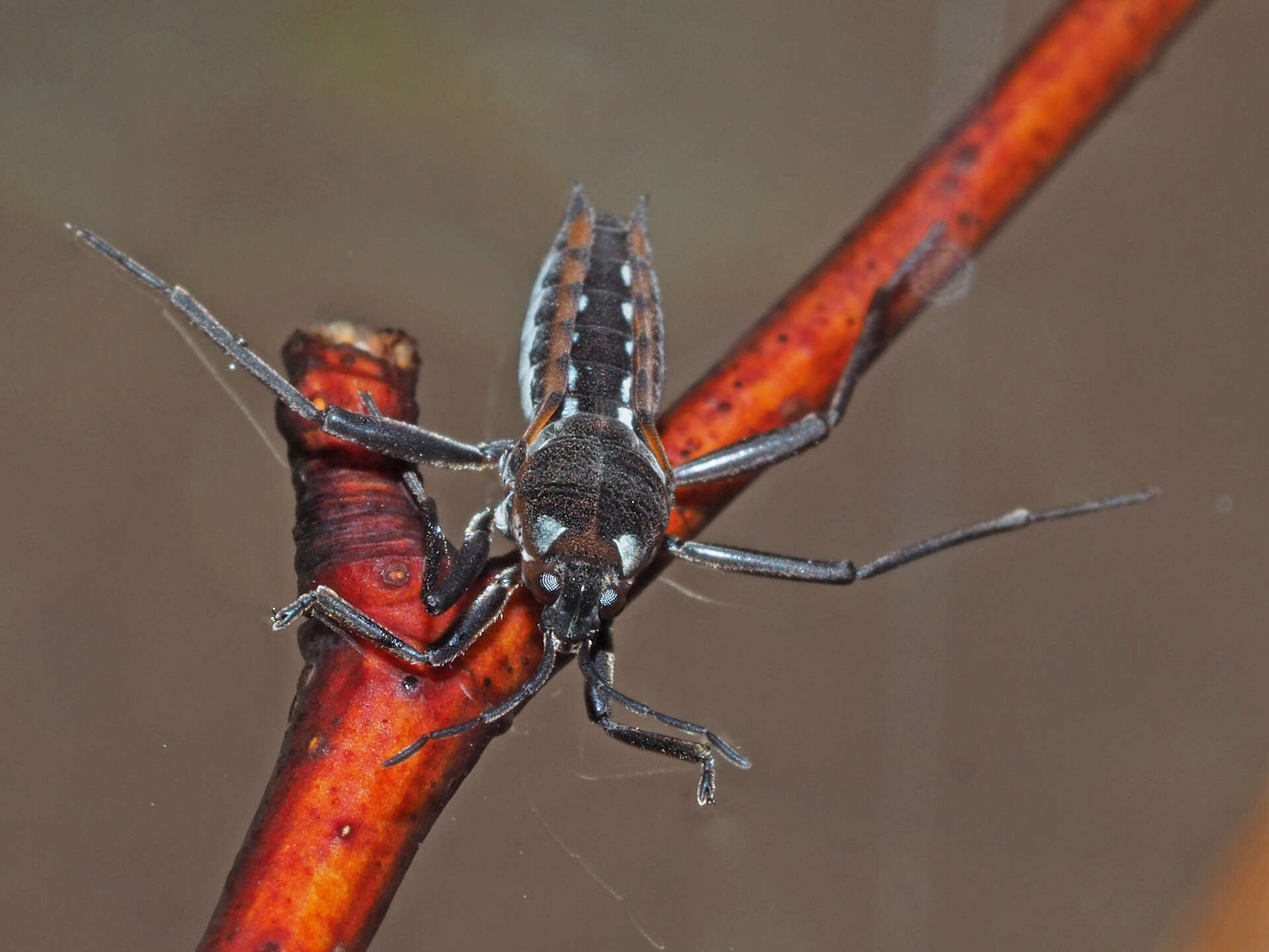 Image of Velia subgen. Plesiovelia Tamanini 1955