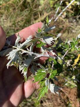 Image of Rubus ludwigii Eckl. & Zeyh.