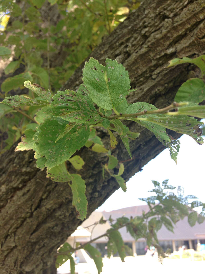 Plancia ëd Ulmus americana L.