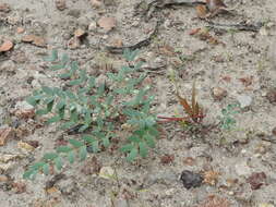 Image of dwarf stickpea