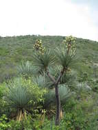 Image of Yucca mixtecana García-Mend.