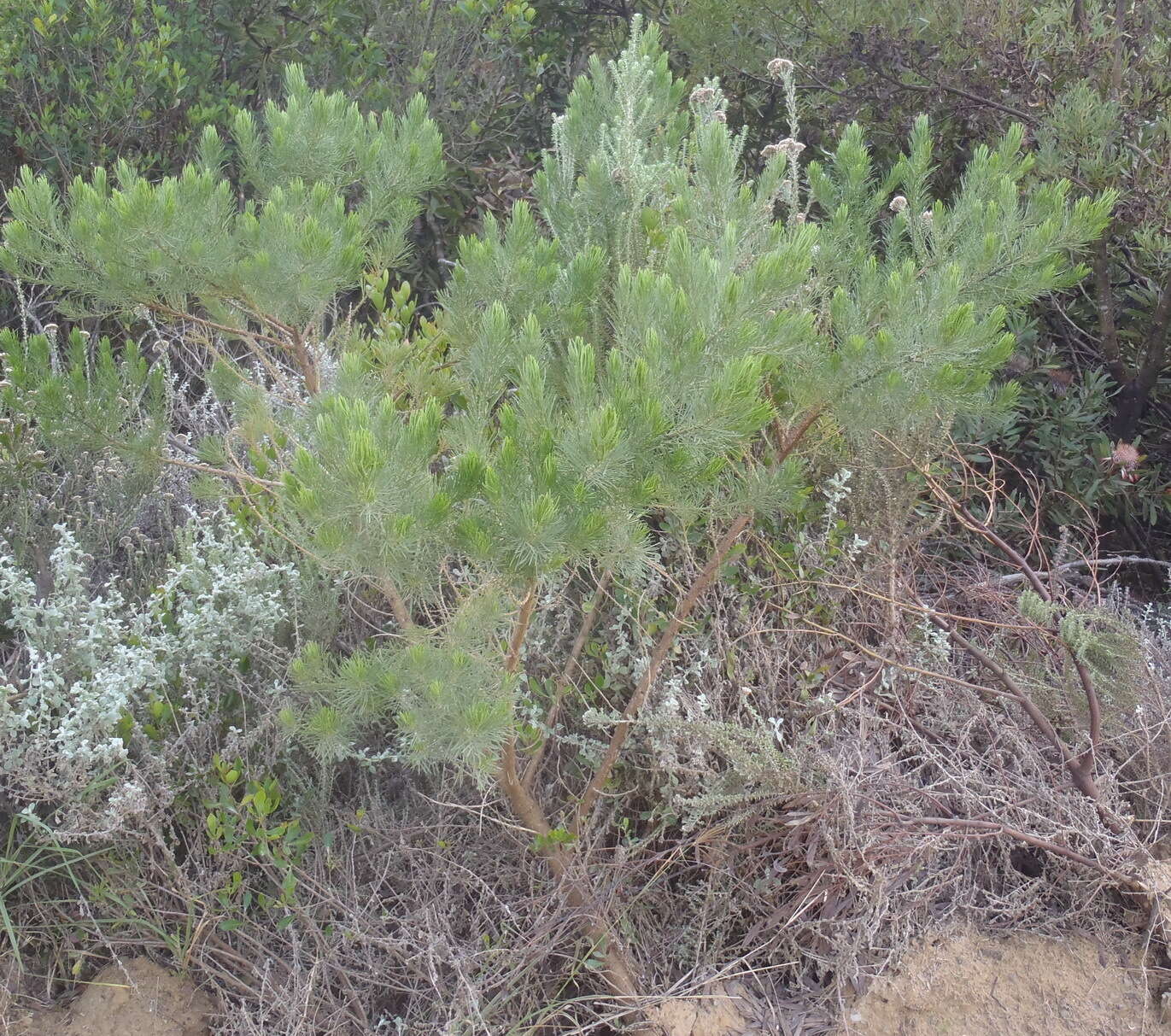 Image of Psoralea brilliantissima