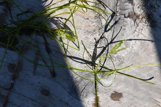 Image of Hairlike Pondweed