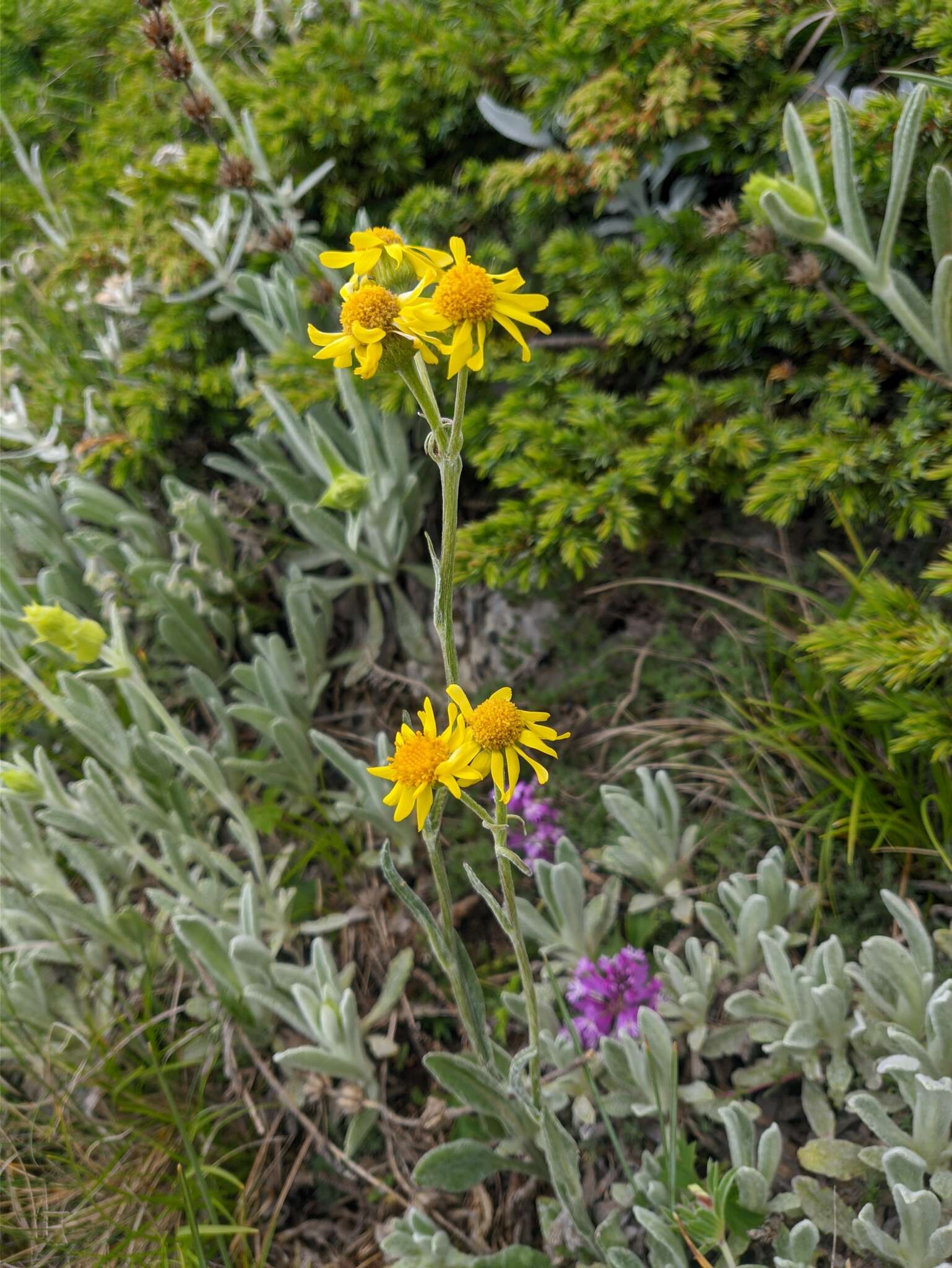 Image of Tephroseris integrifolia subsp. jailicola (Juz.) Greuter