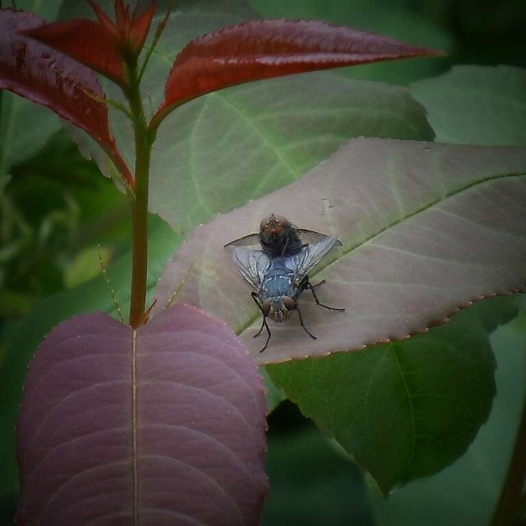 Imagem de Calliphora vicina Robineau-Desvoidy 1830