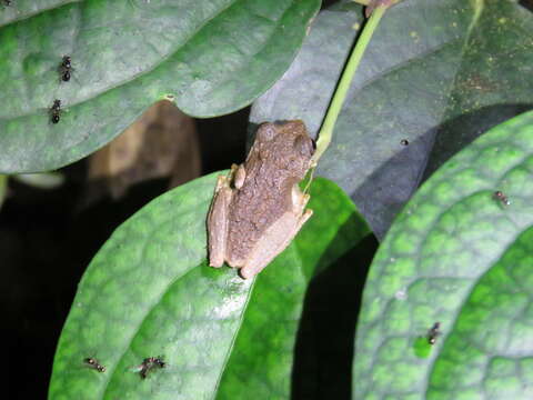 Image of Temple Tree Frog