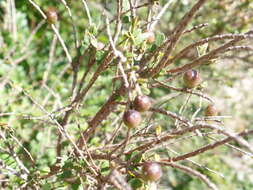 Image of Callisthene microphylla Warm.