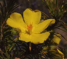 Hibbertia graniticola J. R. Wheeler resmi