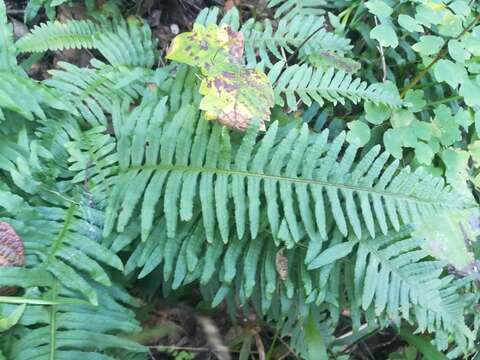 Polypodium plesiosorum Kunze的圖片