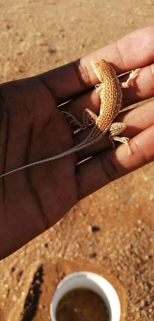 Image of Wedge-snouted Desert Lizard