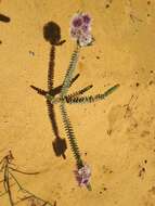 Image of Verticordia oculata Meissn.
