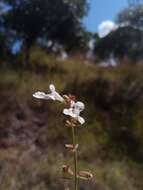 Слика од Stachys filifolia Hedge