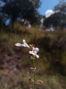 Слика од Stachys filifolia Hedge