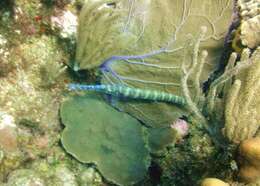 Image of Trumpetfish