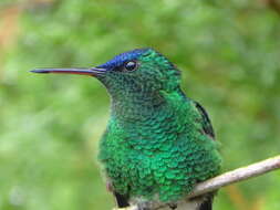 Image of Indigo-capped Hummingbird