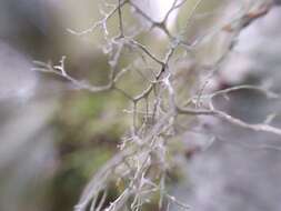 Image of Peruvian cartilage lichen