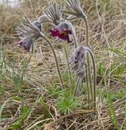 Image of Pulsatilla pratensis subsp. nigricans (Störcke) Zämelis