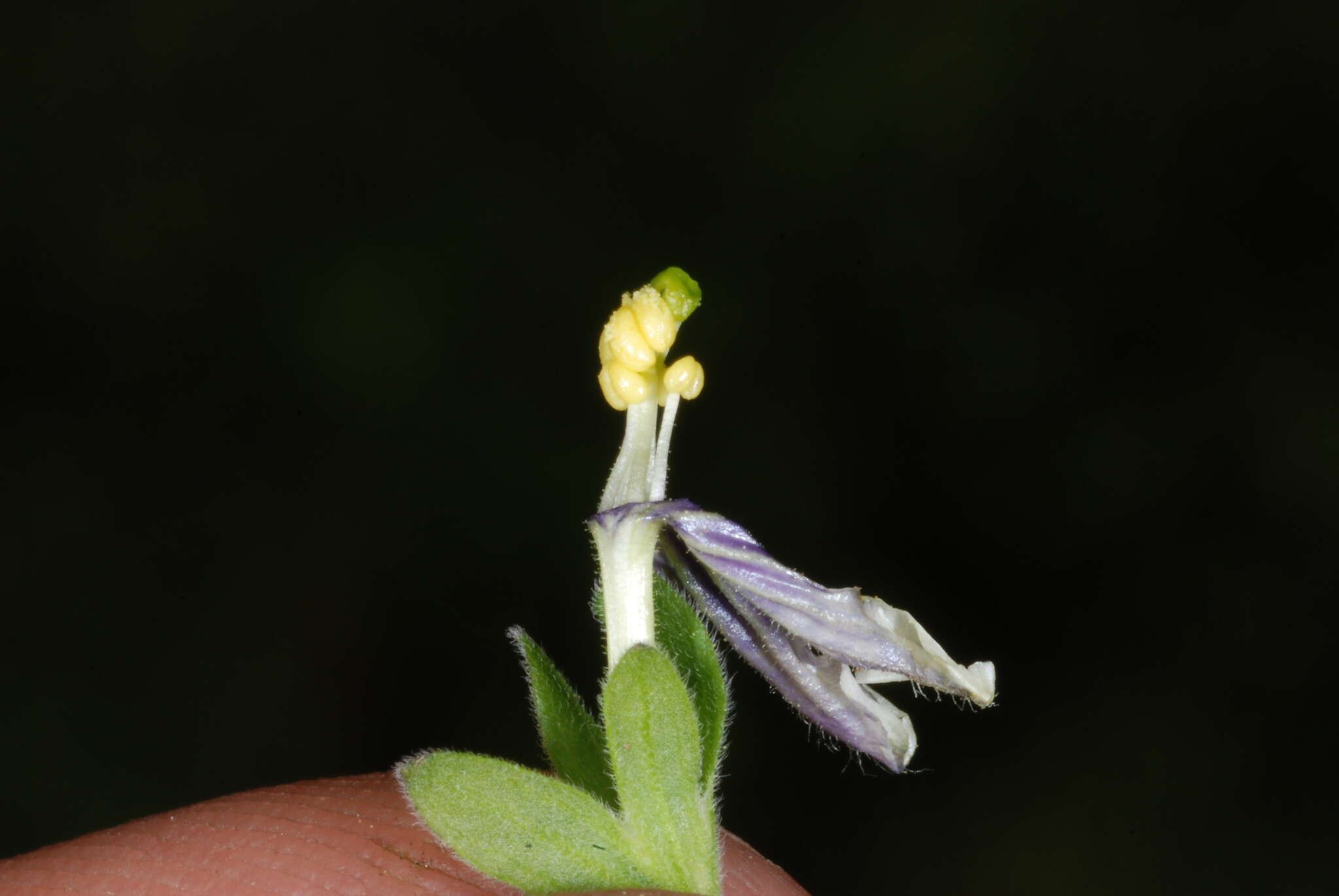 Image of Nierembergia browallioides Griseb.