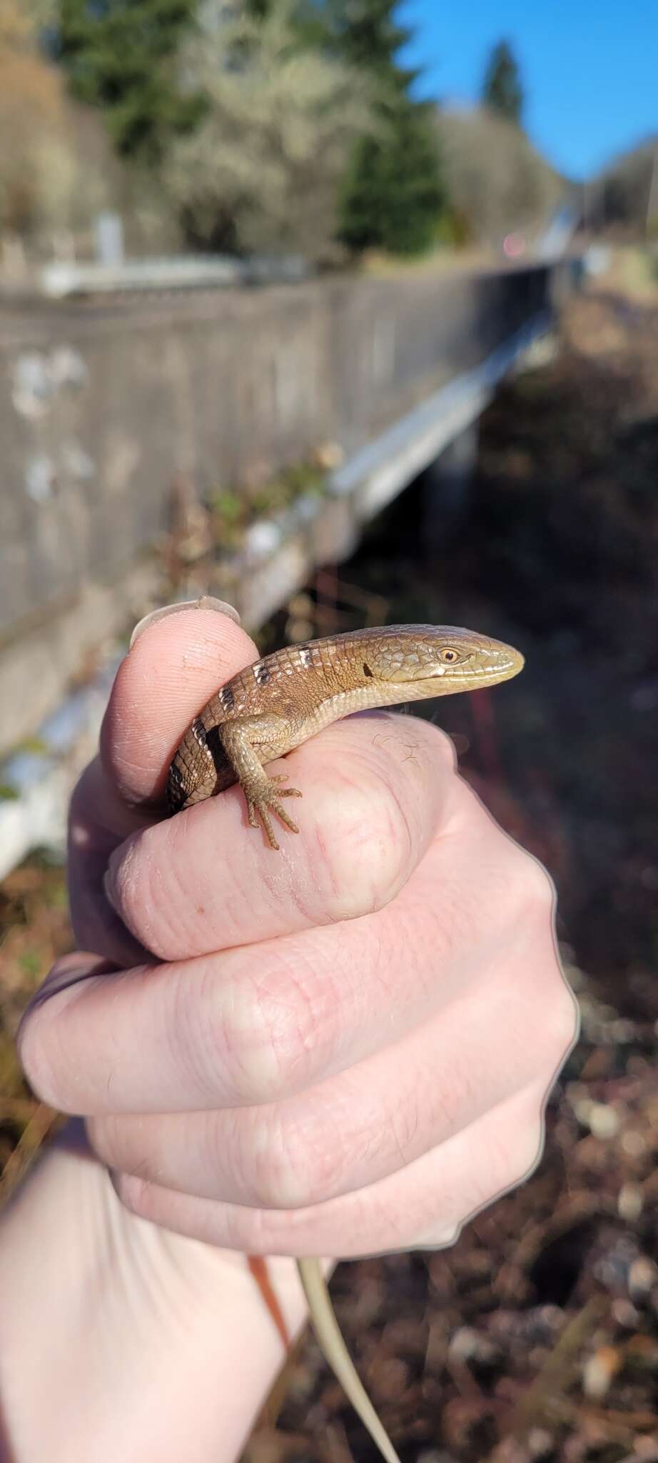 Image de Elgaria multicarinata scincicauda (Skilton 1849)