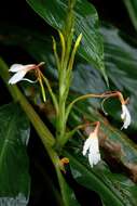 Слика од Hedychium spicatum Sm.