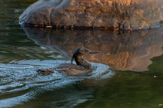 Image of Brazilian Merganser