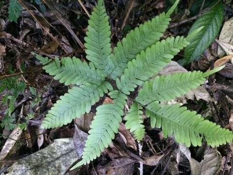 Sivun Pteris kawabatae Kurata kuva