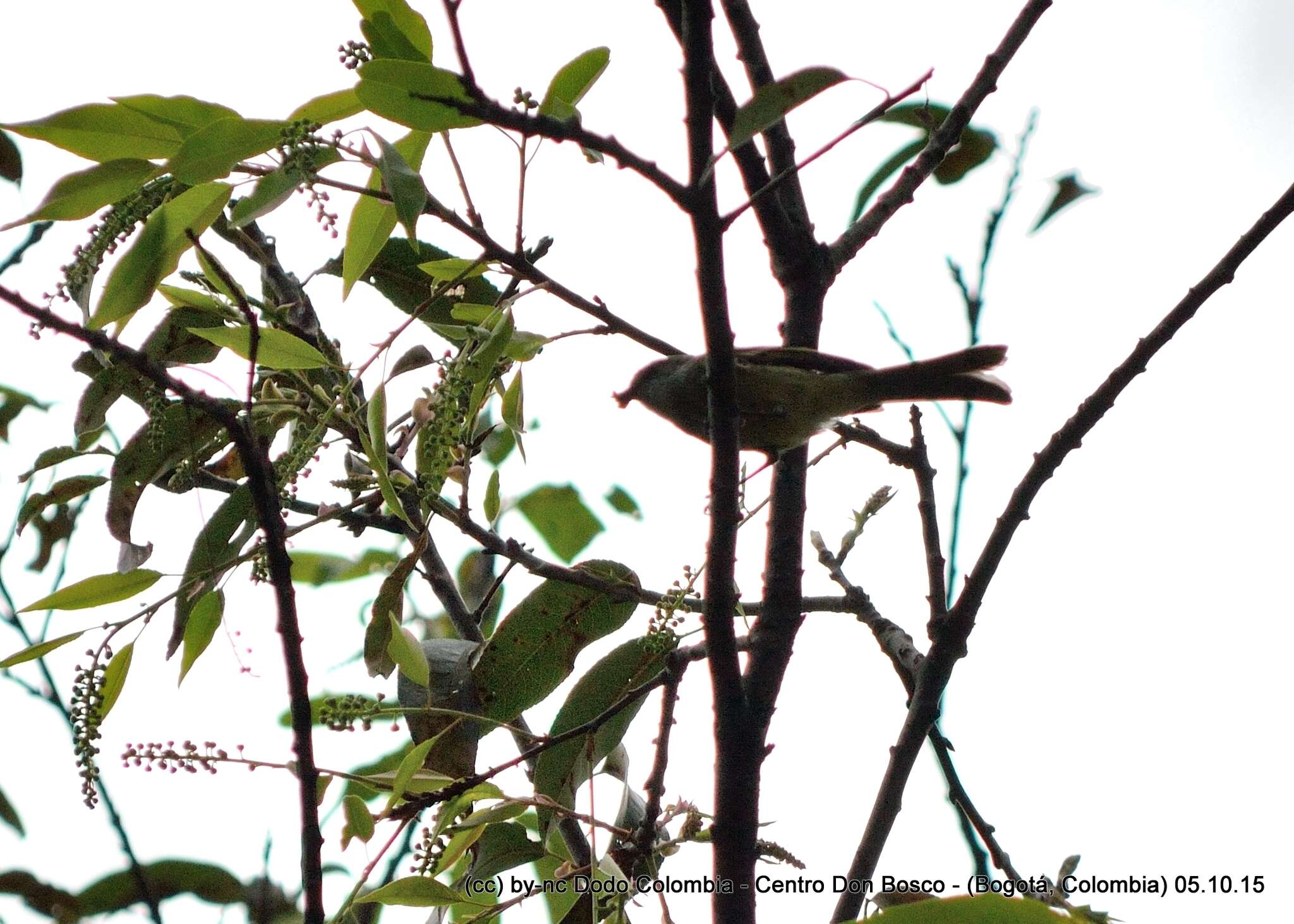 Image of White-throated Tyrannulet