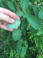 Image of Allegheny Serviceberry