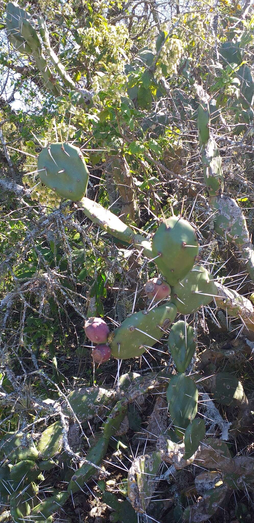 Opuntia rioplatense resmi