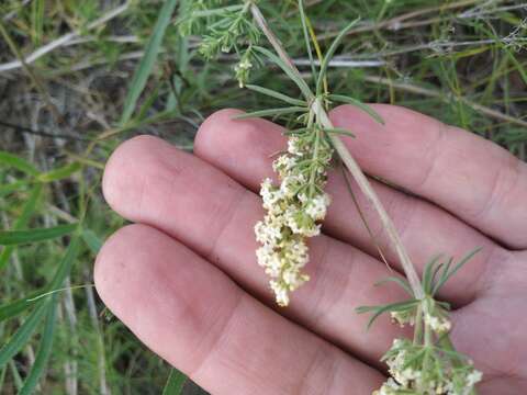 Image of Galium himmelbaurianum (Ronniger) Soó